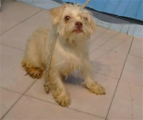 A young medium-sized female Terrier dog named A for adoption in Gardena, CA