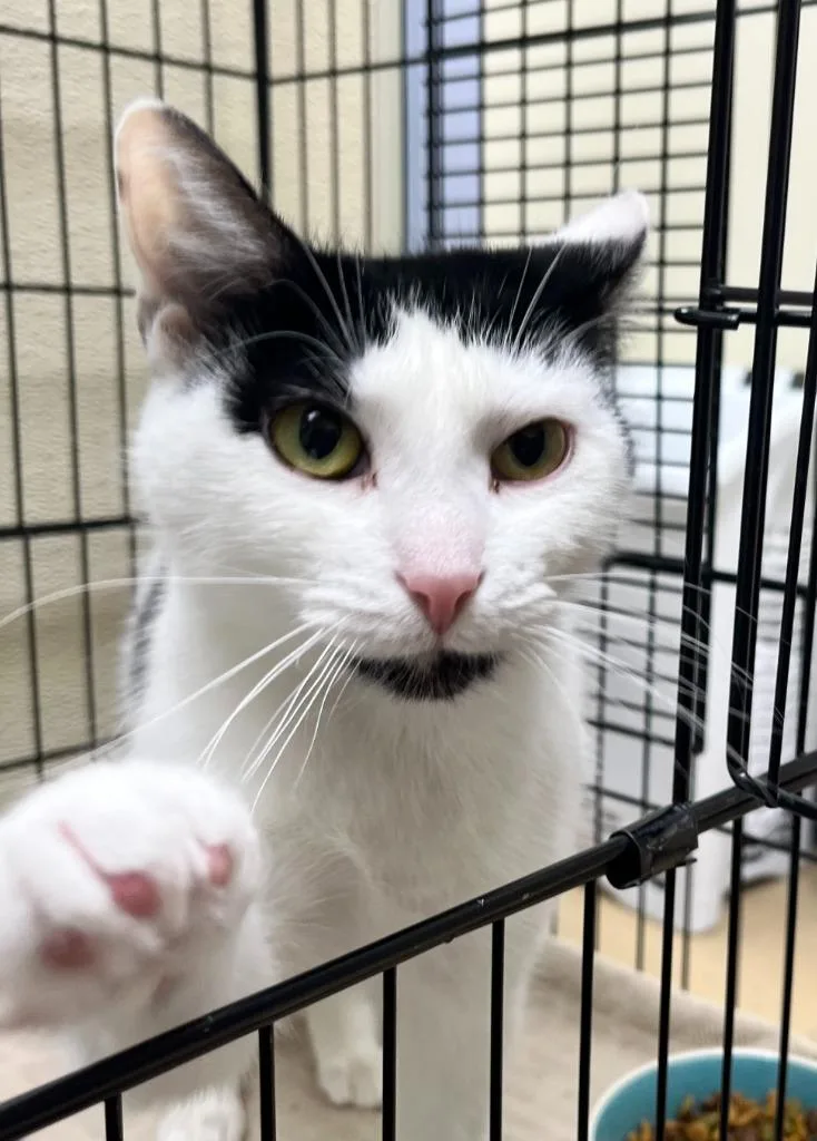 A young medium-sized female Domestic Short Hair cat named Princess for adoption in Shorewood, IL