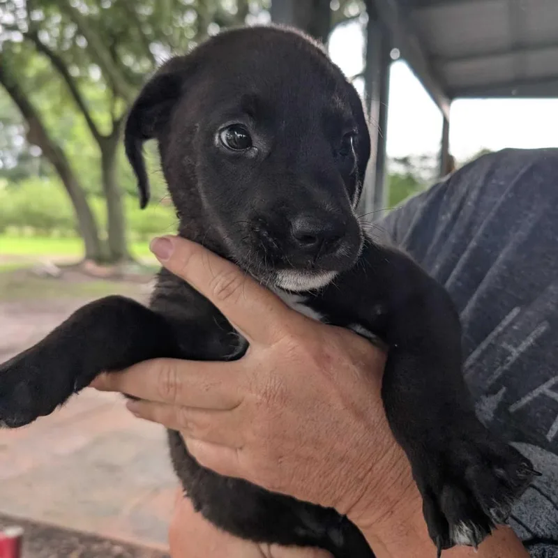A baby medium-sized male Black Labrador Retriever dog named Beans for adoption in Valdosta , GA