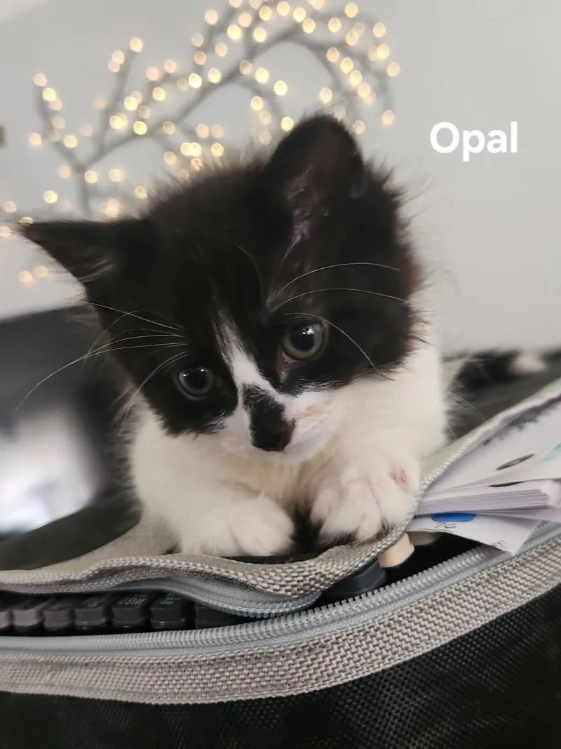 A baby medium-sized female Black & White / Tuxedo Domestic Short Hair cat named Opal for adoption in Chicopee, MA