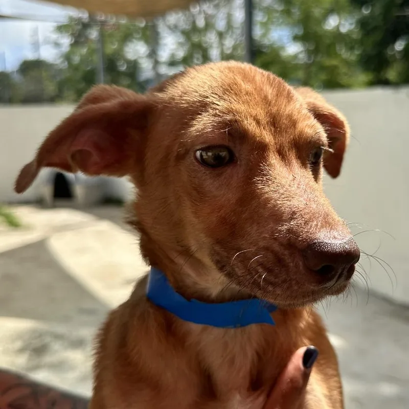 A baby medium-sized female Yellow / Tan / Blond / Fawn Mixed Breed dog named Duna for adoption in Guaynabo, PR