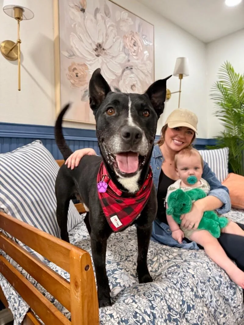 An adult medium-sized male Black Pit Bull Terrier dog named Otto Lotto Worth More for adoption in Friendswood, TX