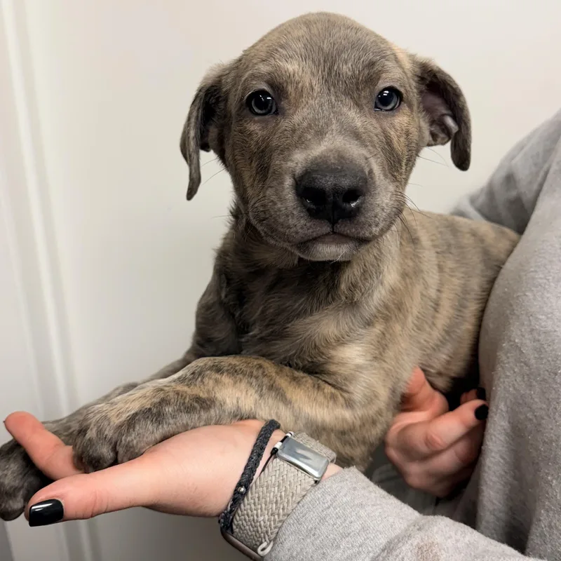 A baby medium-sized male American Staffordshire Terrier dog named Brioche for adoption in Henderson, NV