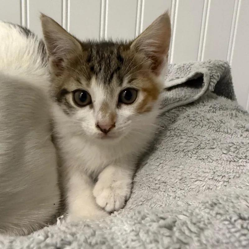 A baby small-sized female White Domestic Short Hair cat named Penelope for adoption in Seminole, FL