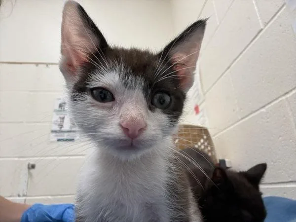A baby small-sized male Domestic Short Hair cat named Squeakers for adoption in Santa Rosa, CA