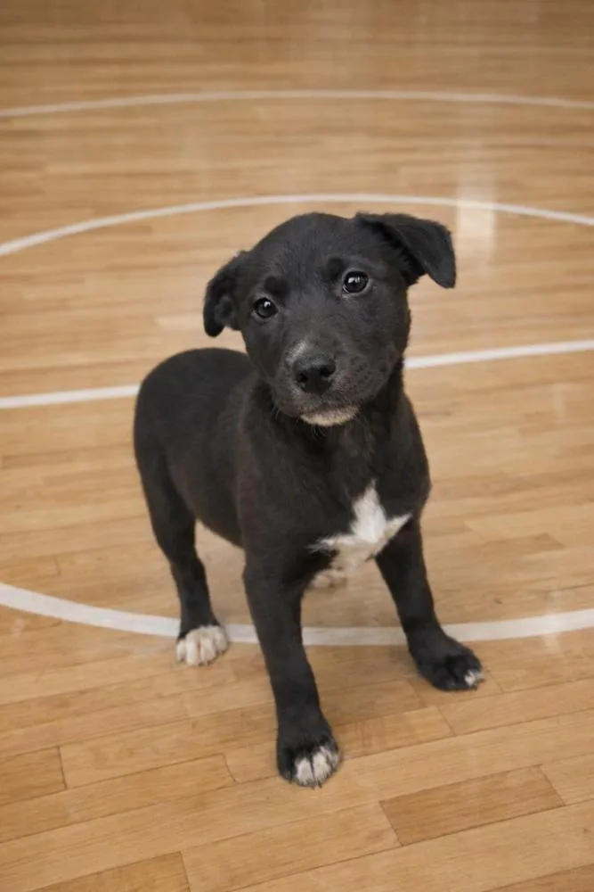 A baby medium-sized female Black Mixed Breed dog named Netta for adoption in Groveland, MA