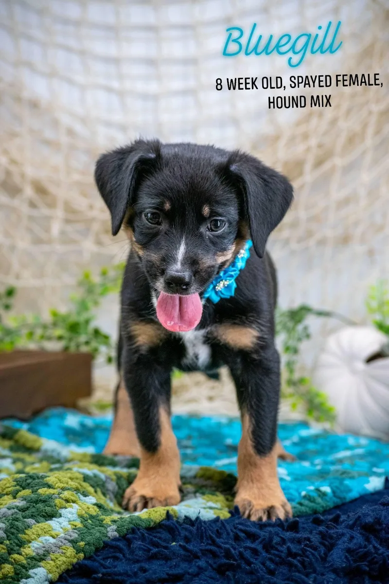 A baby small-sized female Black Hound dog named Bluegill for adoption in Sevierville, TN