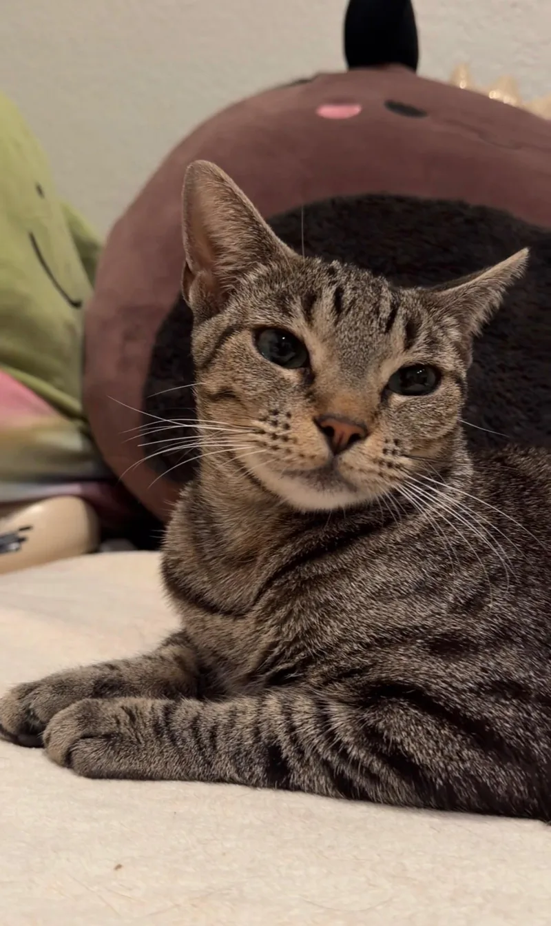 A young medium-sized female Domestic Short Hair cat named Serina for adoption in Long Beach, CA