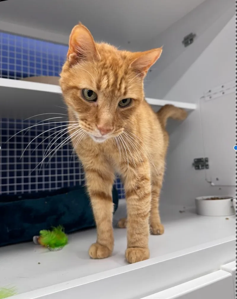 An adult large-sized male Domestic Short Hair cat named Fred for adoption in Herndon, VA
