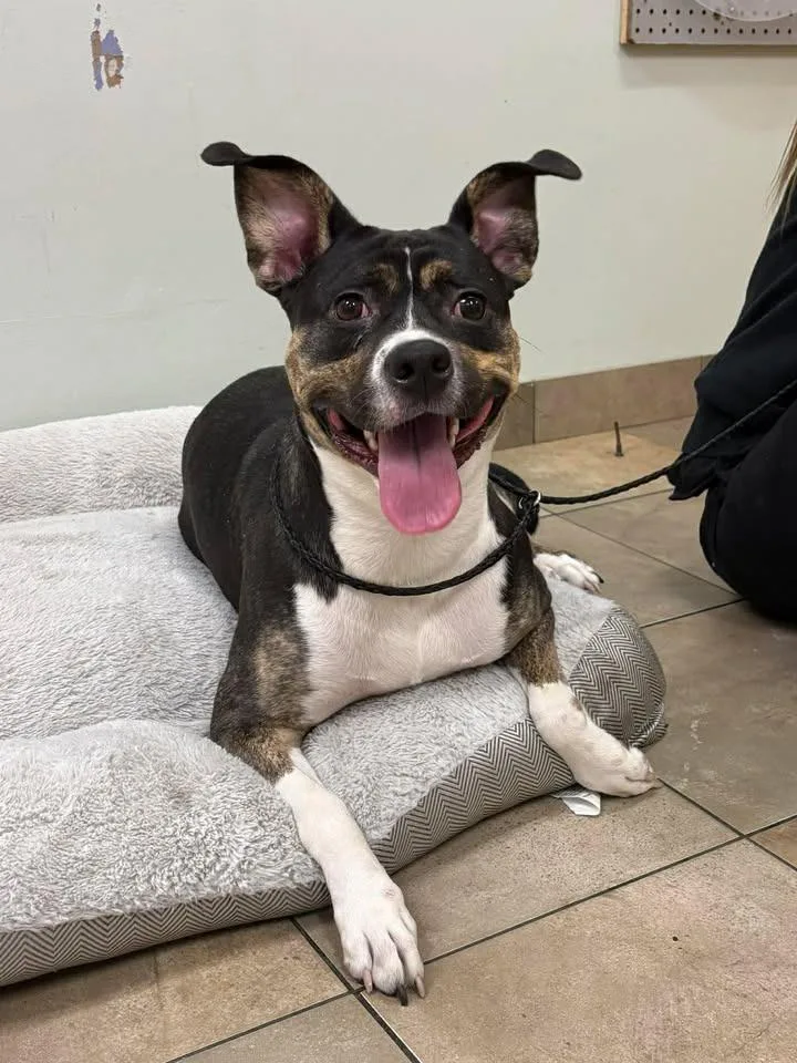 A young large-sized female Mixed Breed dog named Arya for adoption in Ocala, FL