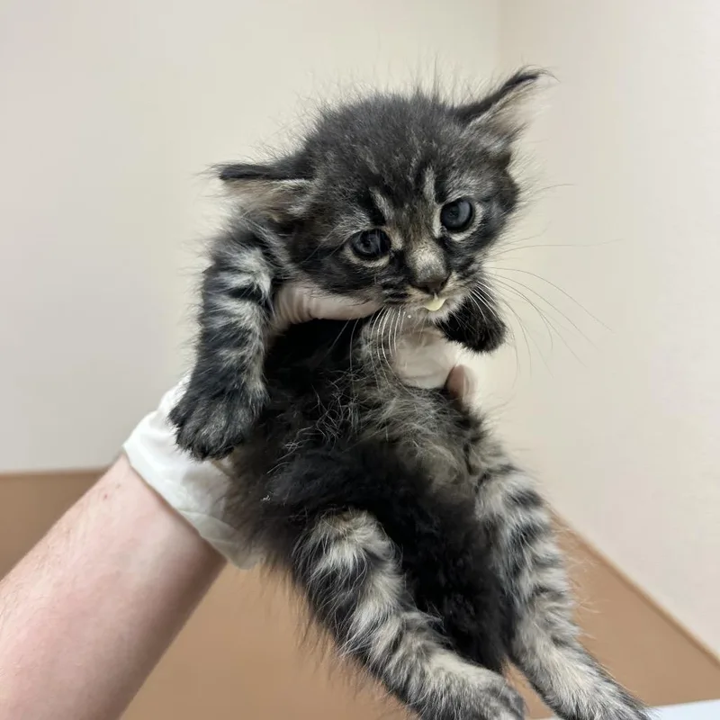 A baby small-sized female Black Domestic Short Hair cat named Pig for adoption in Reno, NV