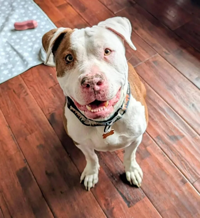 A young large-sized male White / Cream Terrier dog named Oso for adoption in Waverly, TN