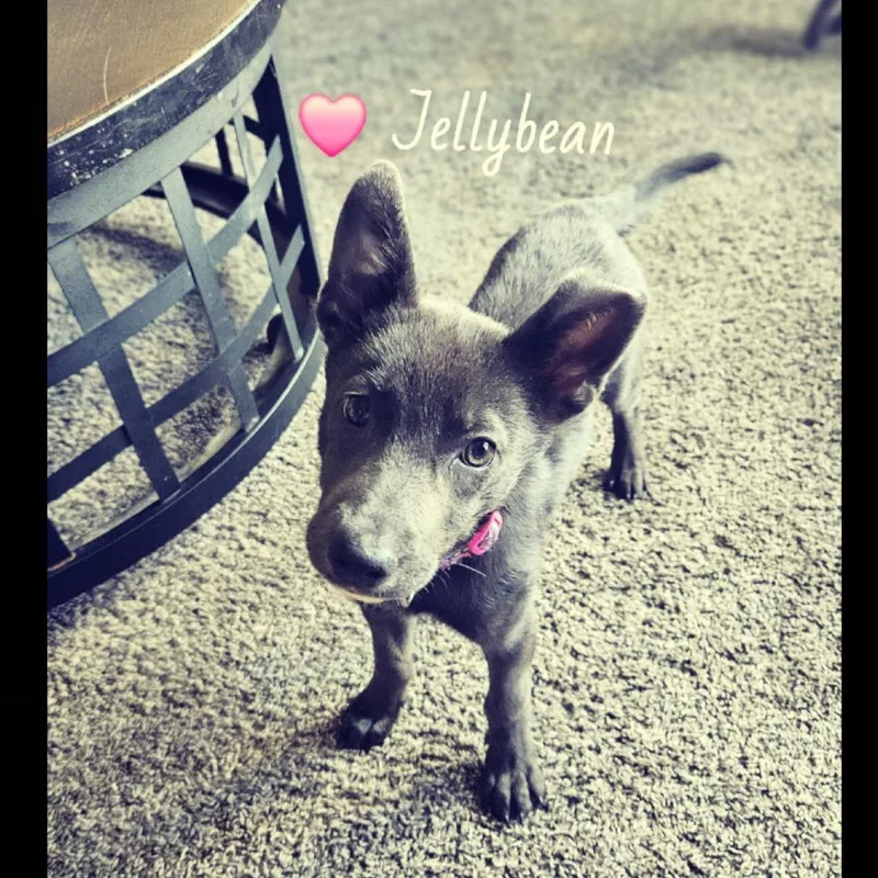 A baby small-sized female Brown / Chocolate Mixed Breed dog named Jellybean for adoption in Tomah, WI
