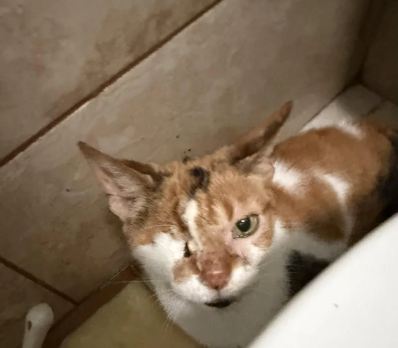 An adult medium-sized female Domestic Short Hair cat named Gertrude for adoption in Wheaton, IL
