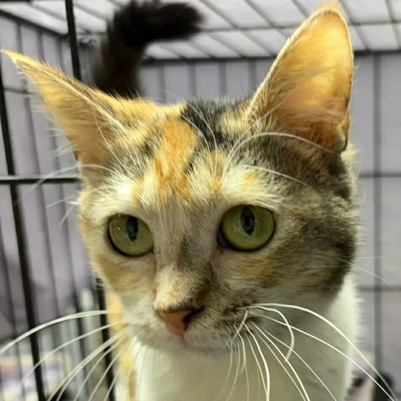 A young small-sized female Calico Domestic Short Hair cat named Dorothy for adoption in Washington, DC