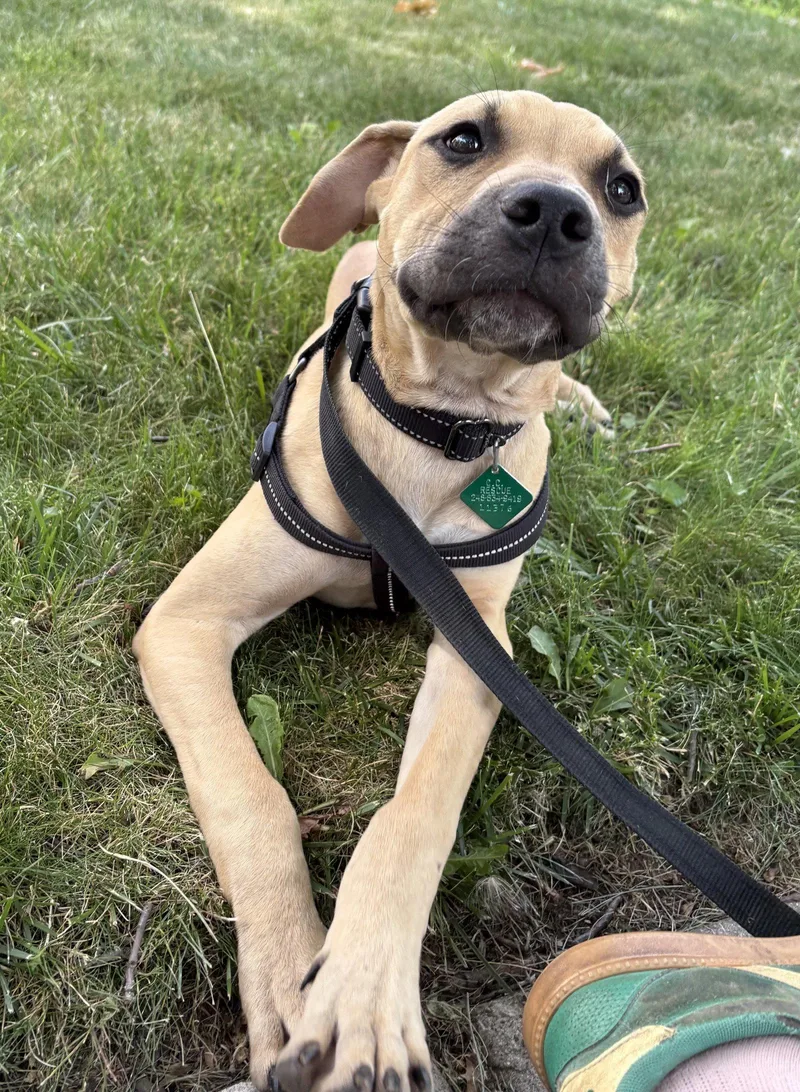 A young large-sized male Pit Bull Terrier dog named Luther for adoption in Oxford, MI