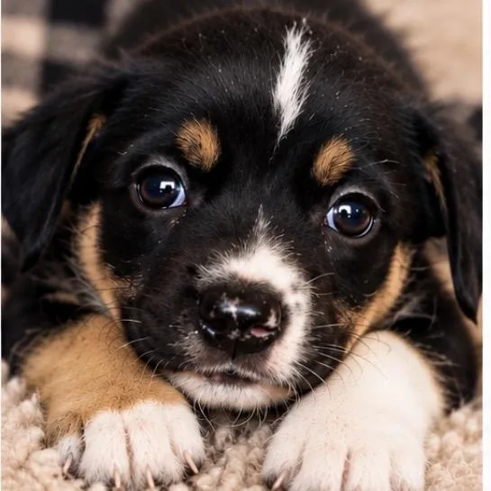 A baby medium-sized male Tricolor (Brown, Black, & White) Shepherd dog named Peyton Sport for adoption in Andover, MA