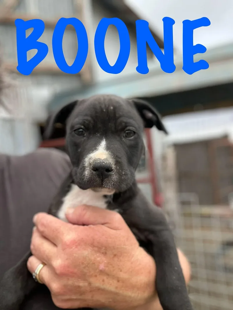 Boone