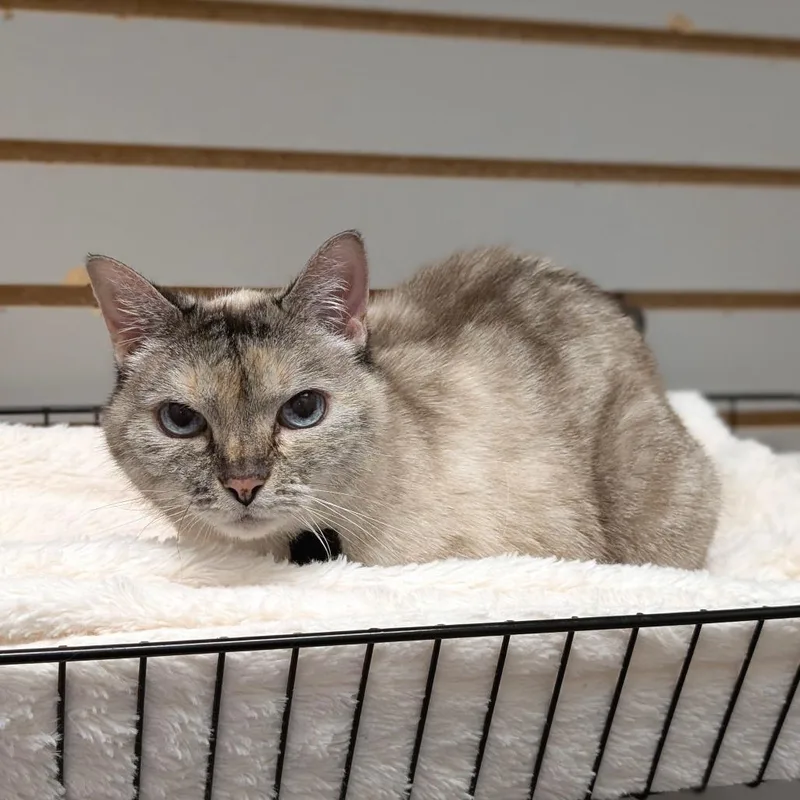 A senior medium-sized female Gray / Blue / Silver Siamese cat named Mykayla for adoption in Brookfield, WI