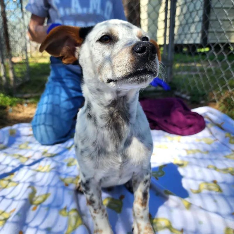 A baby small-sized male Black Australian Cattle Dog / Blue Heeler dog named Albus for adoption in Houston, TX