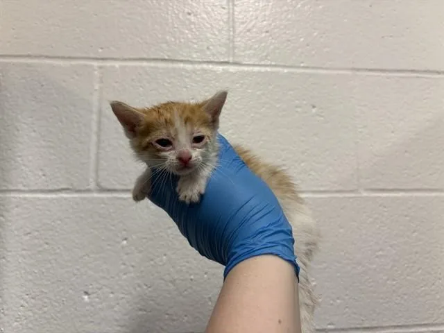 A baby small-sized female Domestic Short Hair cat named Nettle for adoption in Thousand Palms, CA