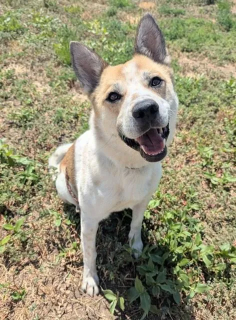 A young large-sized male Australian Cattle Dog / Blue Heeler dog named Mackerel for adoption in Brighton, CO