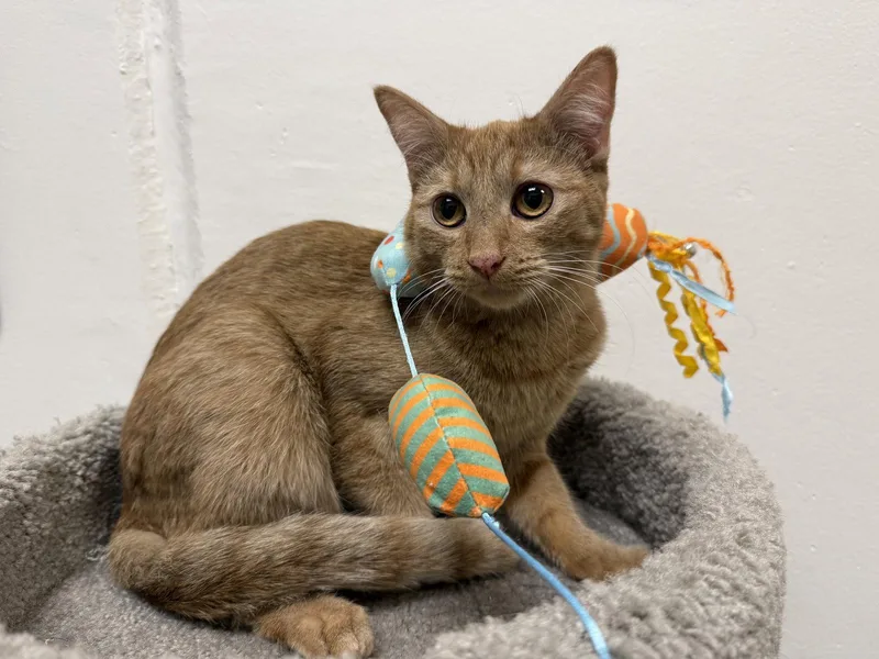 A baby medium-sized female Tabby (Orange / Red) Tabby cat named Luzolo for adoption in Phoenix, AZ
