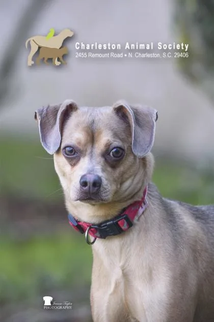 An adult small-sized male Chihuahua dog named a Steven for adoption in North Charleston, SC