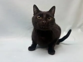 An adult small-sized male Bombay cat named Noche for adoption in Golden Valley, MN