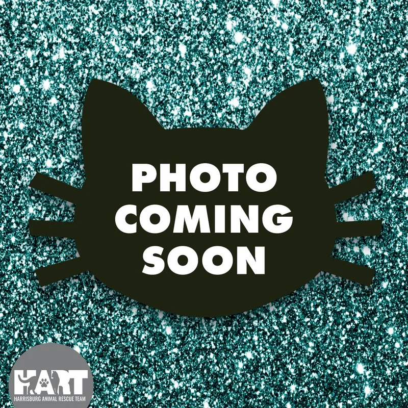 A baby medium-sized male Black Domestic Short Hair cat named Vincent for adoption in Harrisburg, PA