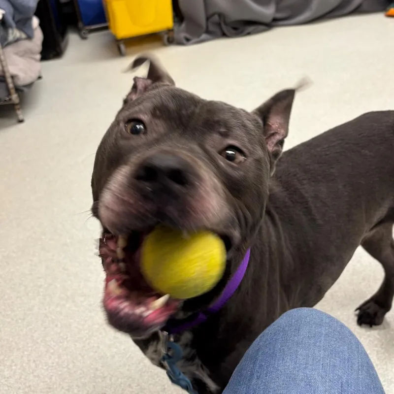An adult medium-sized male Gray / Blue / Silver Pit Bull Terrier dog named Lux for adoption in Springfield, MA