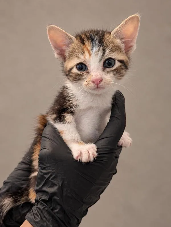 A baby small-sized female Domestic Short Hair cat named Carrie for adoption in Austin, TX