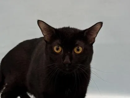 An adult small-sized male Domestic Short Hair cat named Fruit Bat for adoption in Coon Rapids, MN