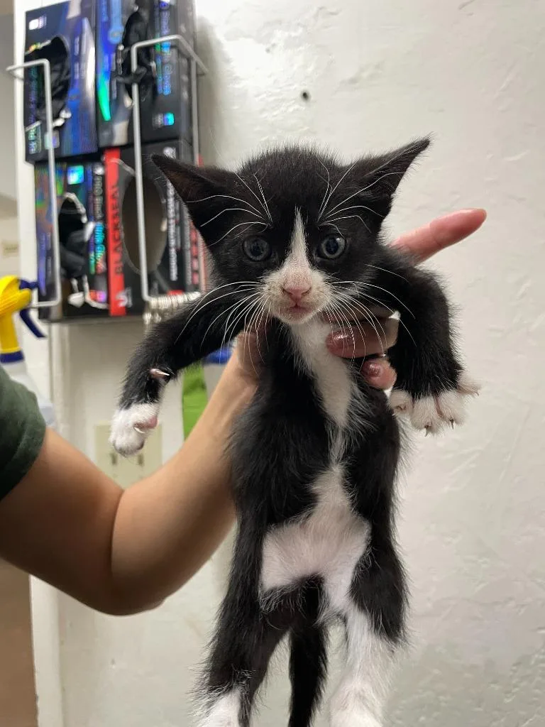 A baby small-sized female Domestic Short Hair cat named Bobbie for adoption in Chico, CA