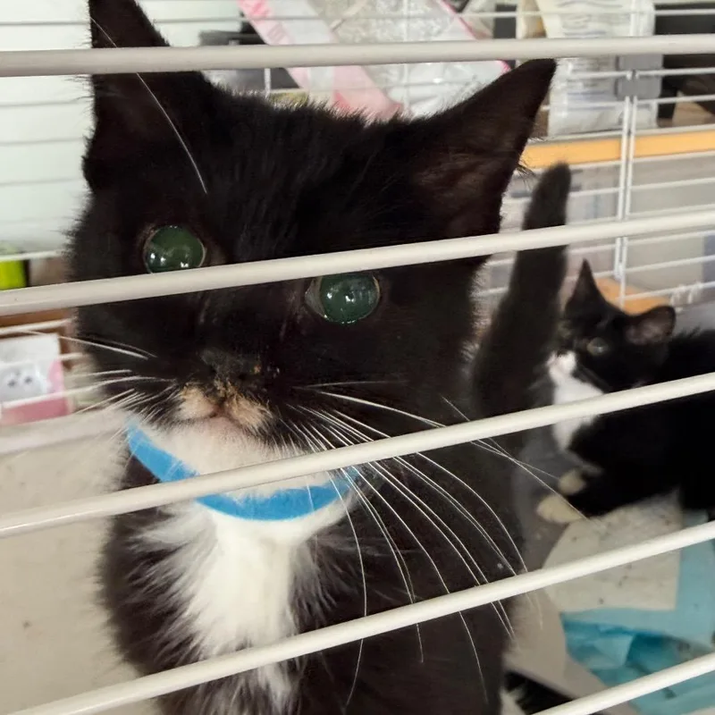 A baby small-sized male Black Domestic Short Hair cat named Tennyson Special Needs Blind for adoption in Alexandria, VA