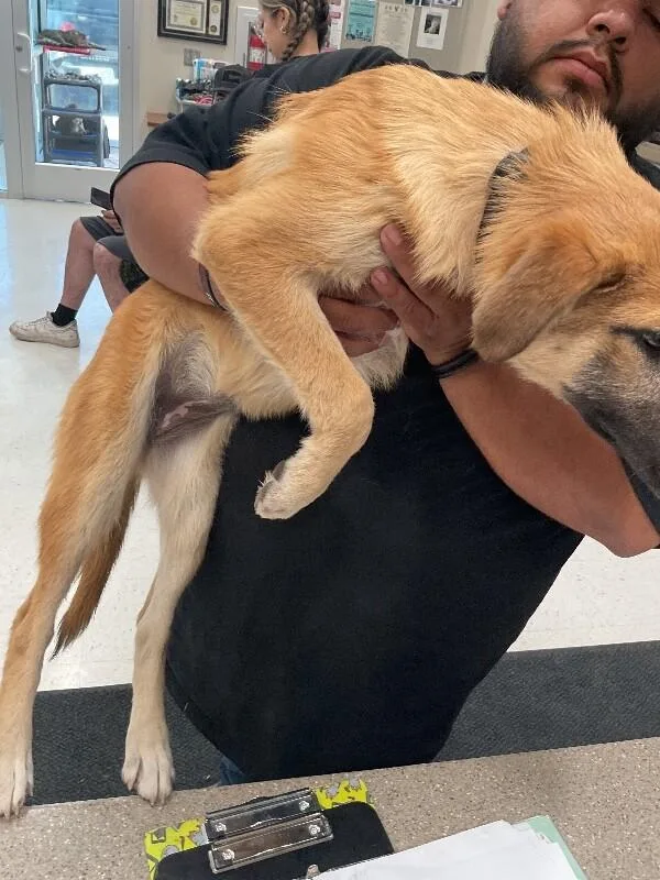 A young medium-sized female Golden Mixed Breed dog named Holly for adoption in Hobbs, NM
