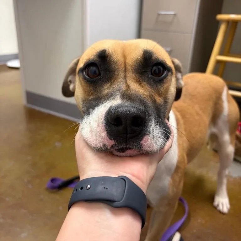 An adult medium-sized female Shepherd dog named Ethel for adoption in Albuquerque, NM