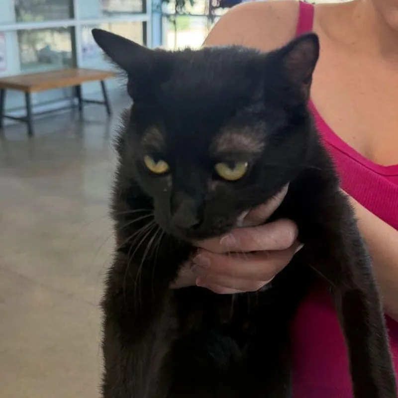 An adult medium-sized female Black Domestic Short Hair cat named Betsy for adoption in Kingman, AZ