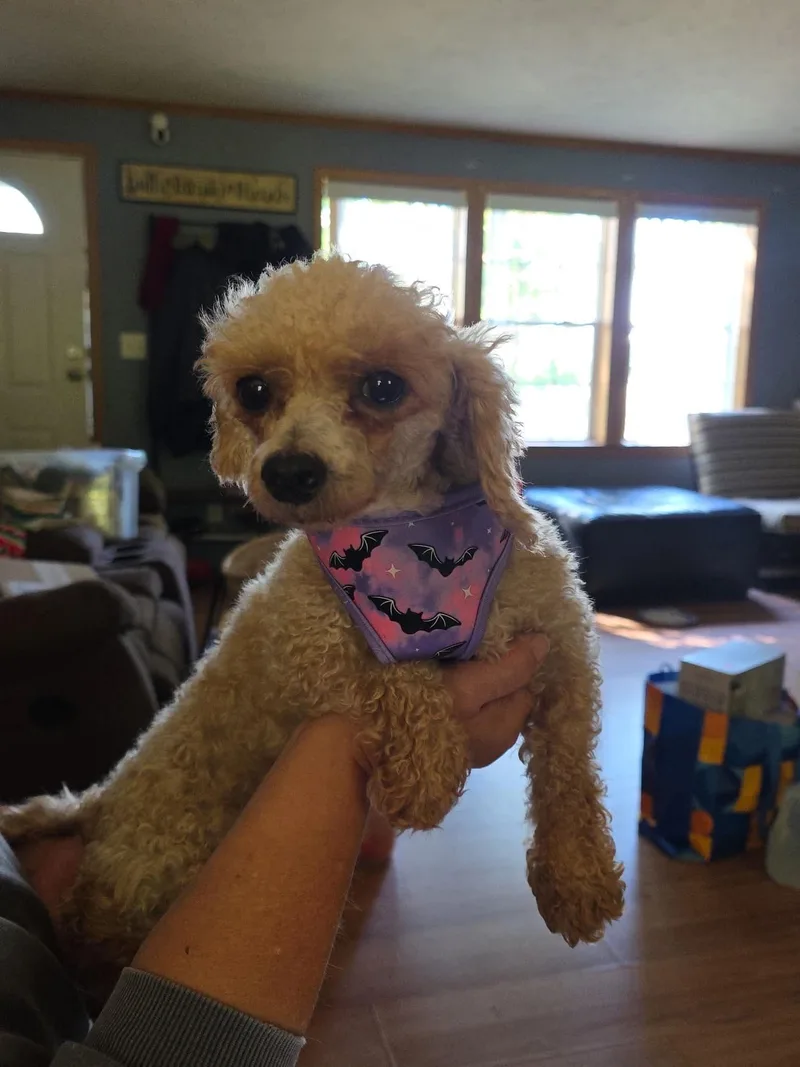 An adult small-sized female Poodle (Toy) dog named Alice for adoption in Brunswick, ME
