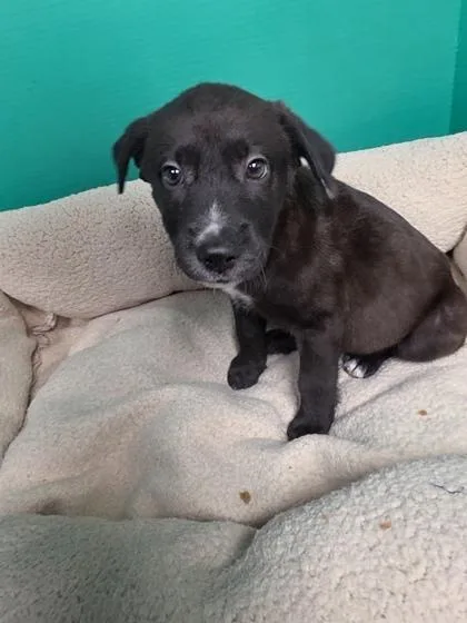 A baby medium-sized male Mixed Breed dog named Jack for adoption in Houston, TX