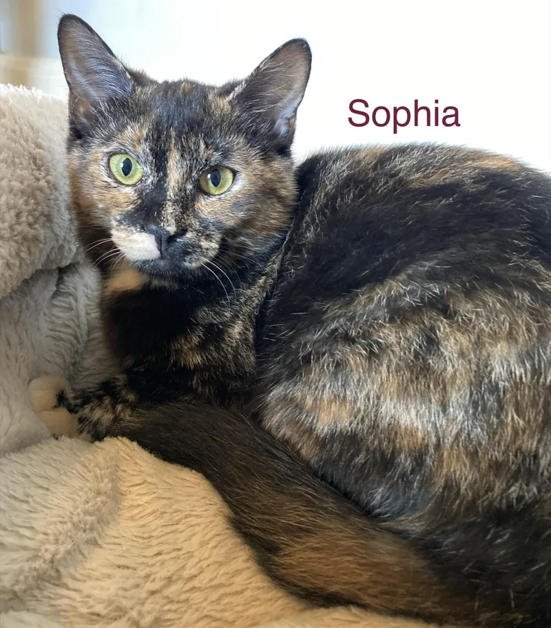 Sophia