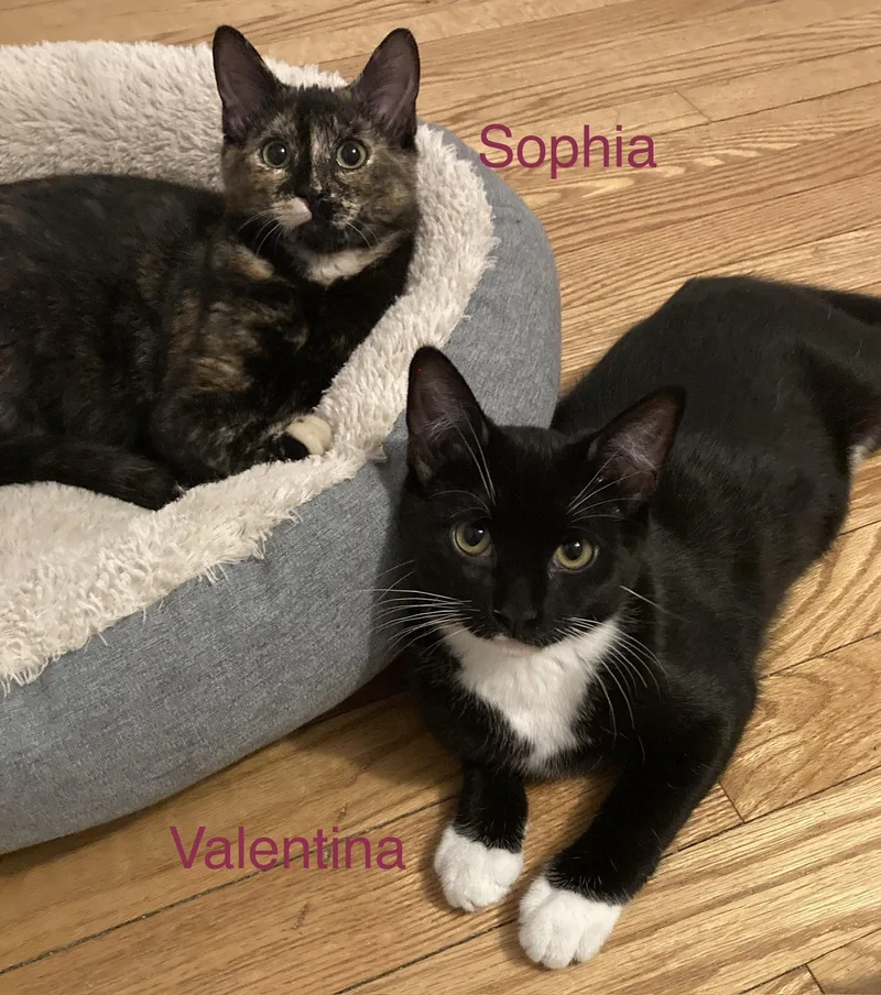Sophia thumbnail 2
