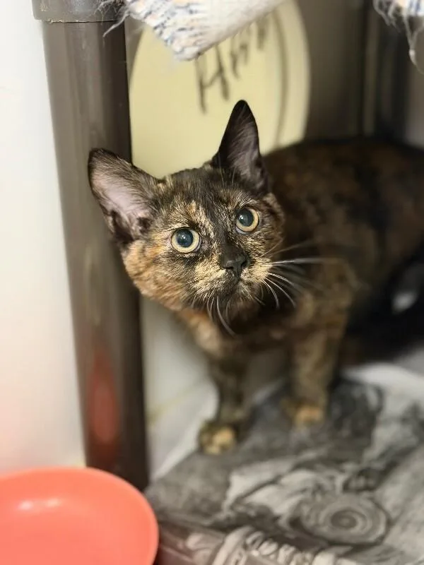 A baby medium-sized female Domestic Short Hair cat named Marie for adoption in Fruit Heights, UT