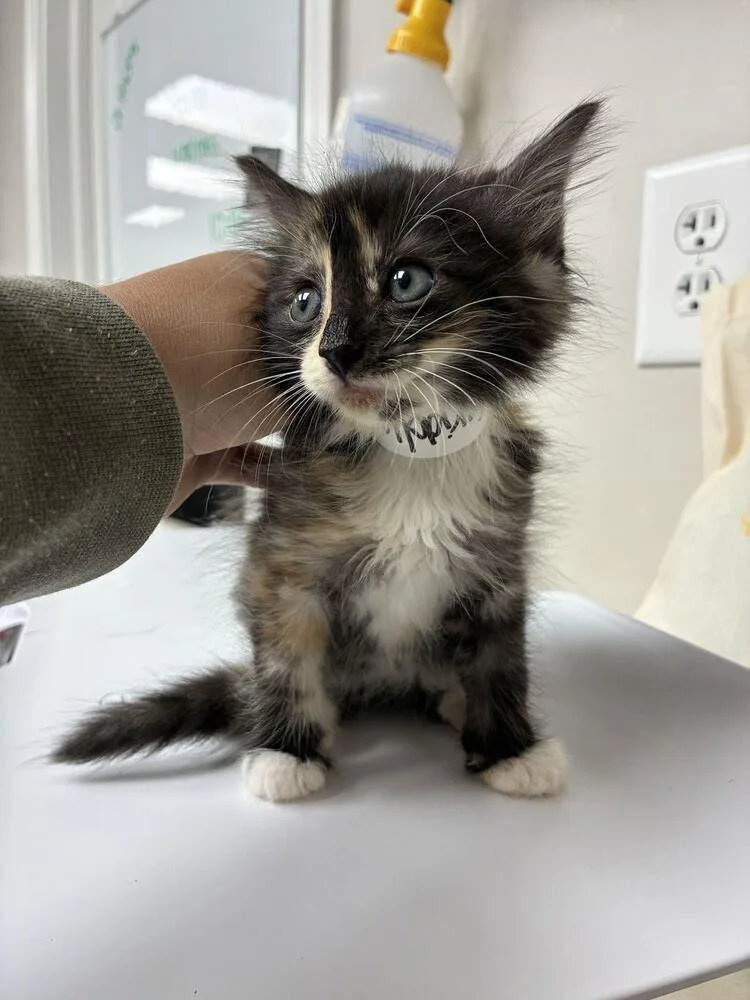 A baby small-sized female Domestic Medium Hair cat named McGriddle for adoption in Marietta, GA