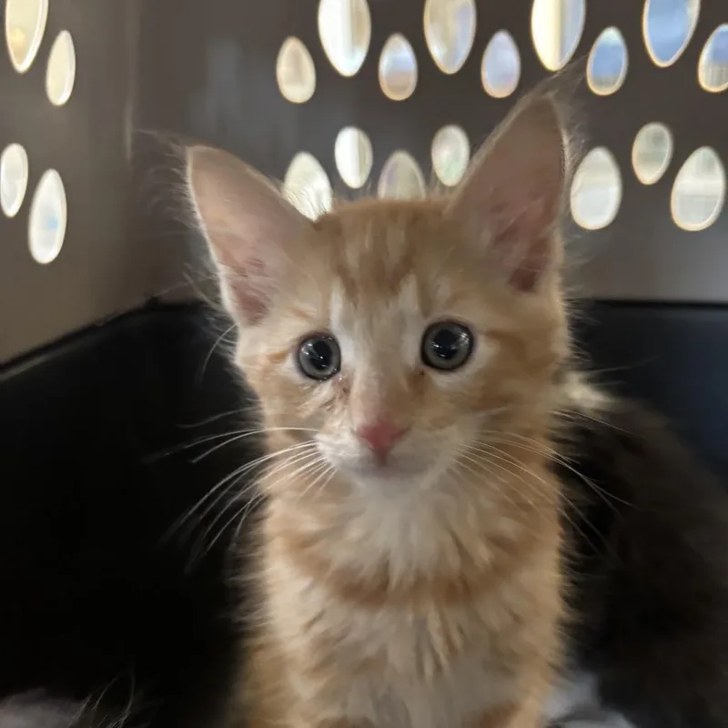 A baby small-sized male Orange / Red Domestic Short Hair cat named Mick for adoption in Ojai, CA