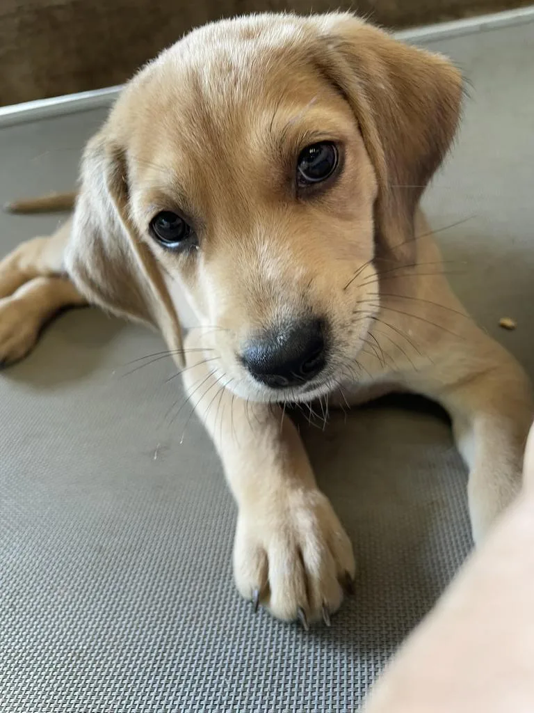 A baby medium-sized female Mixed Breed dog named Latte for adoption in Florence, SC