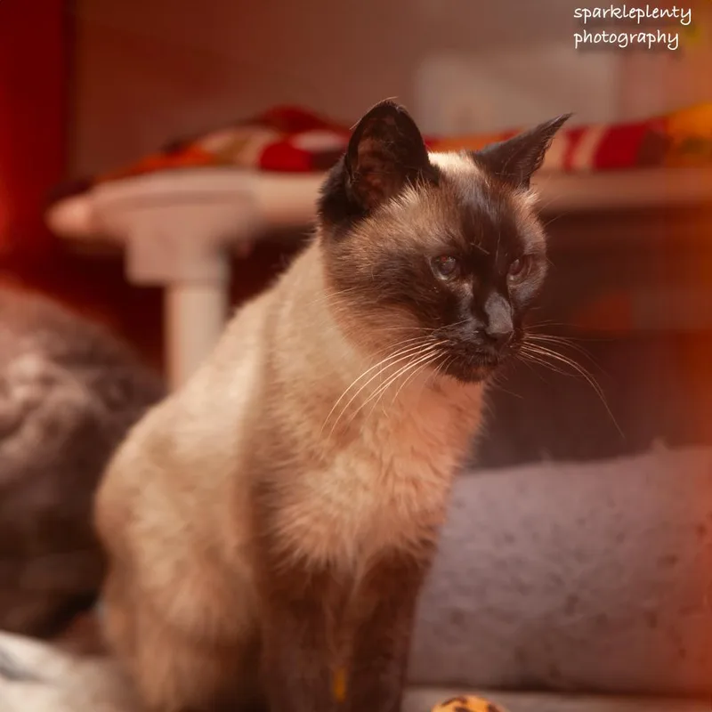 Greta
