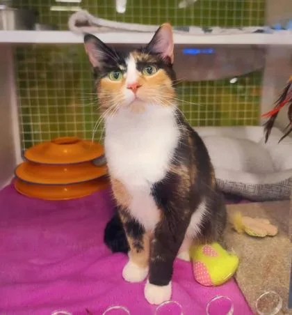 A young medium-sized female White Domestic Short Hair cat named Yapper for adoption in Kansas City, MO