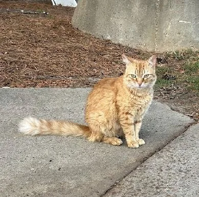 Ms Fable thumbnail 2