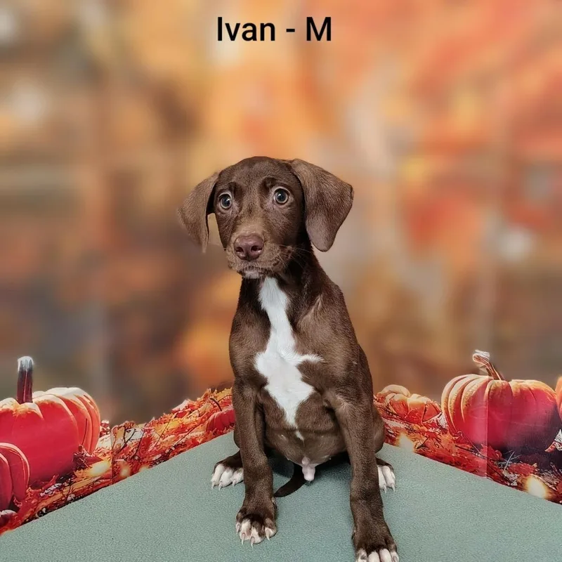 A baby medium-sized male Brown / Chocolate Retriever dog named Ivan for adoption in Griswold, CT